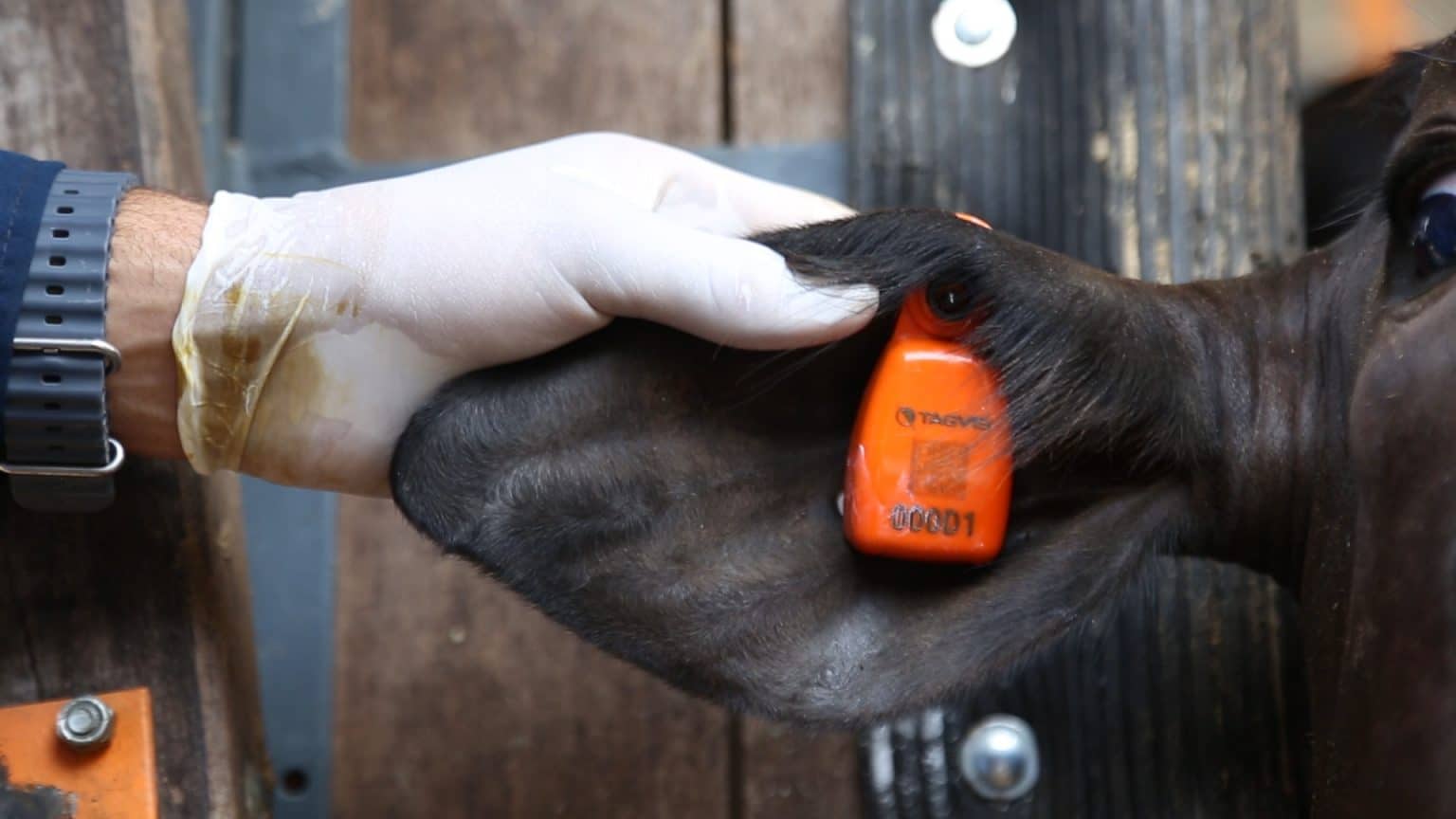 Tecnologia brasileira revoluciona rastreabilidade bovina e transforma gado em ativo de garantia de crédito