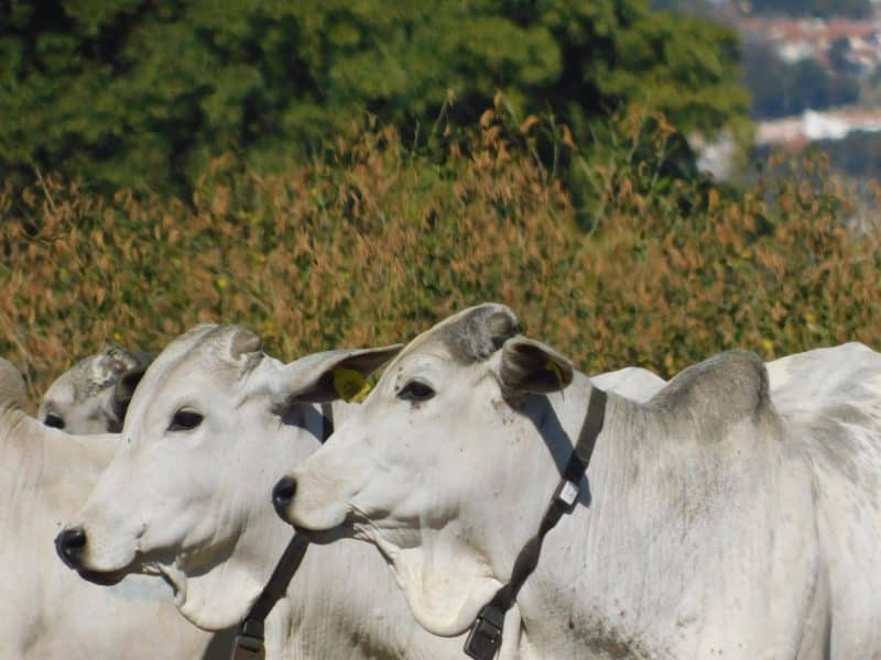 Taggen e Embrapa desenvolvem plataforma de IoT para ampliar a rastreabilidade da pecuária brasileira
