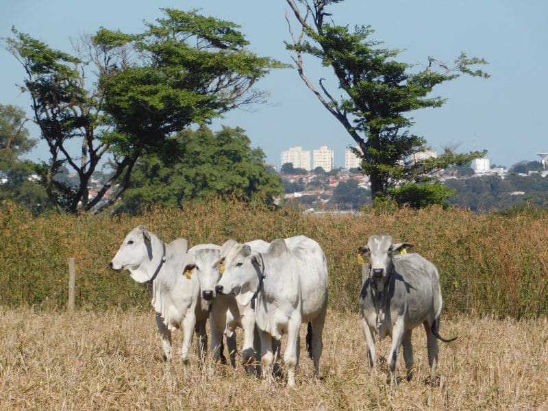 Taggen e Embrapa desenvolvem plataforma de IoT para ampliar a rastreabilidade da pecuária brasileira