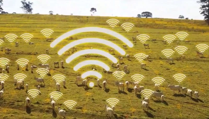 Taggen e Embrapa desenvolvem plataforma de IoT para ampliar a rastreabilidade da pecuária brasileira